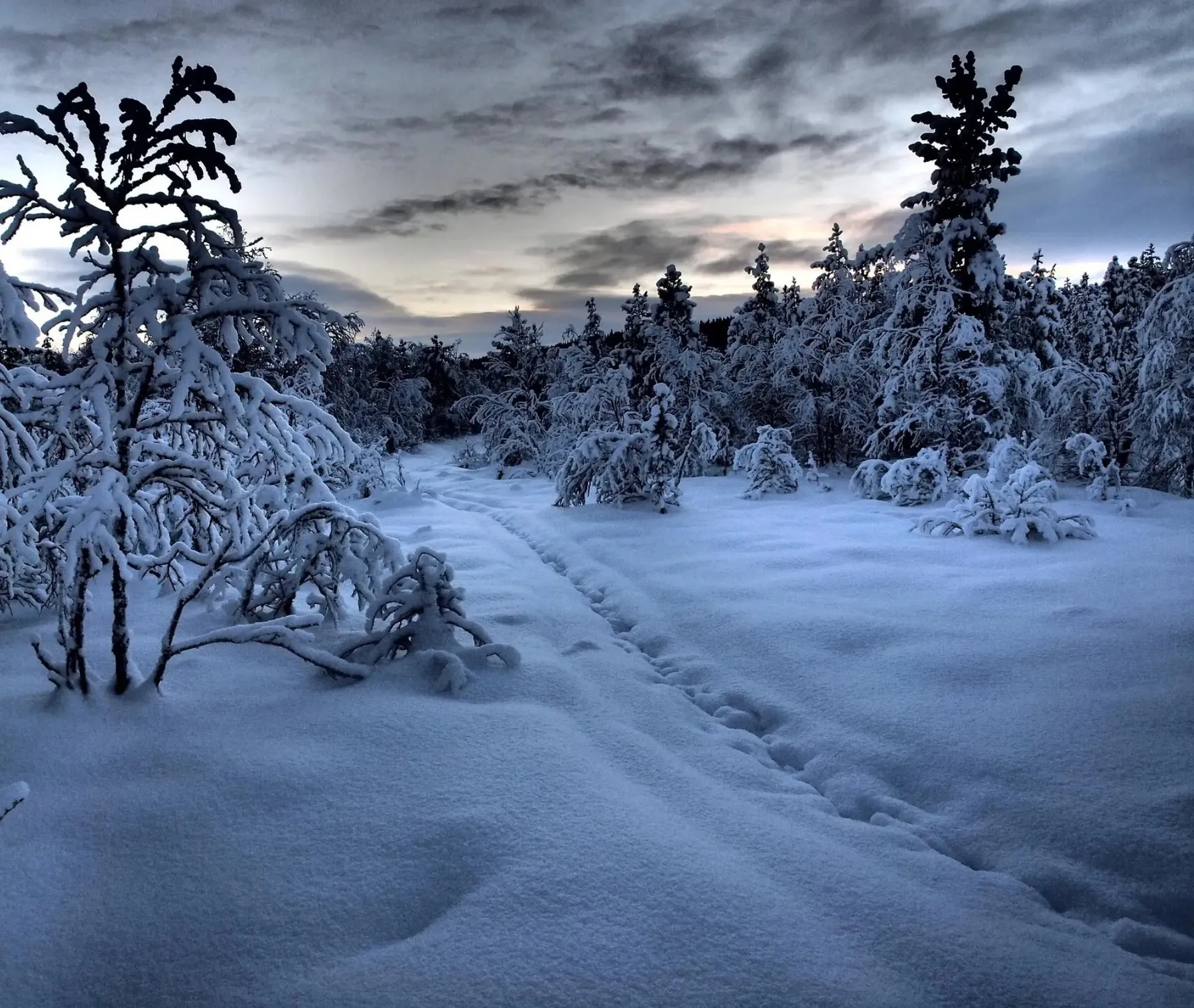 Vinterväg genom snötäckt skog utanför Gällivare